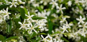 Star jasmine for landscape design climbers