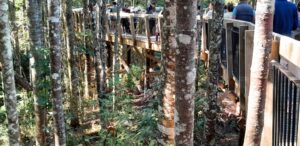 new boardwalk at Kauri Glen Reserve 