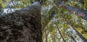 Kauri Dieback